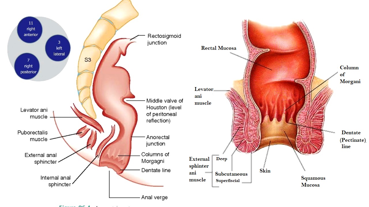 Anal architecture for understanding of Rectum  || बवासीर को समझने के लिए रेक्टम की गुदा वास्तुकलाAnal canal anatomy & pile haemorrhoidal relationship 